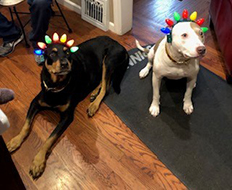 christmas bulb hats on doggos 