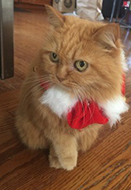 christmas kitty